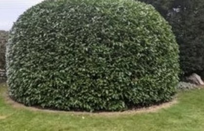A large rounded hedge, neatly cut