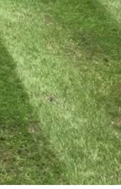 Close-up of a lawn with crisp mowing stripes